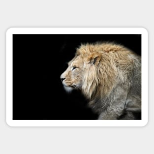 Lion f 5/4/22 / Swiss Artwork Photography Sticker